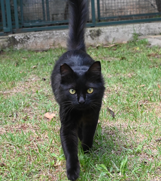 #PraCegoVer: Fotografia do gatinho Bruce. Ele é todo preto, tem os olhos amarelos e está em um gramado